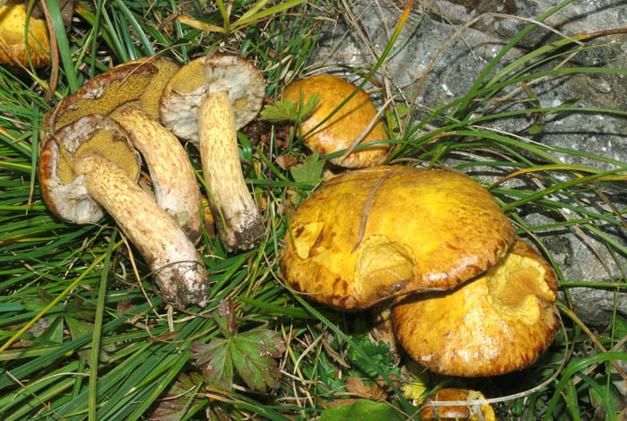 Due ipotesi, inadeguate